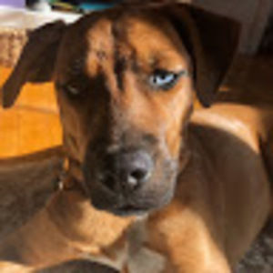 Meet your Posher, Shay